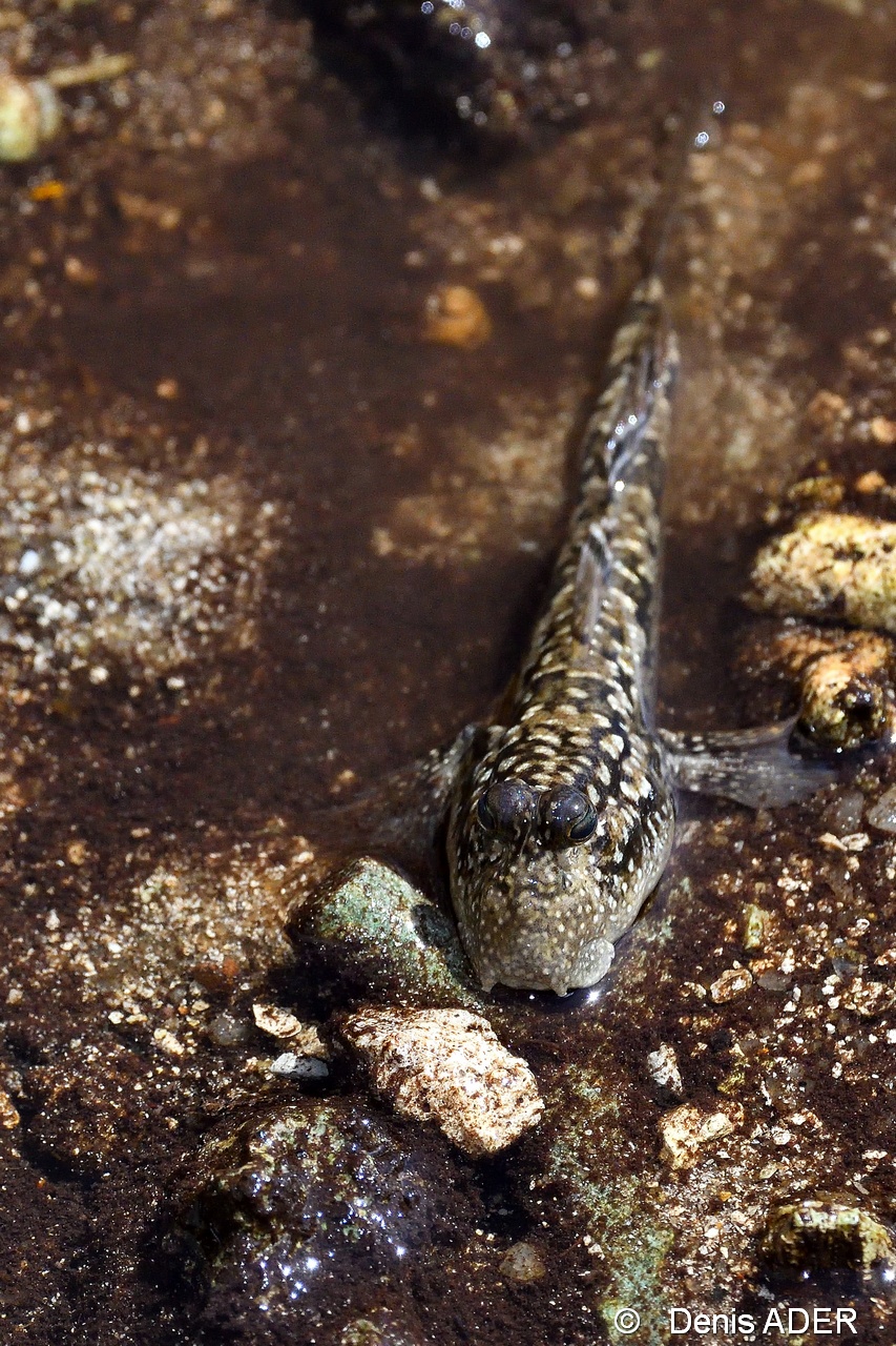 DSC_7719 Periophtalmus modestus Amphibian goby_tn.jpg